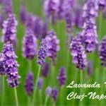 Lavanda House Lavanda House