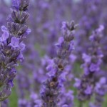 Lavanda si beneficiile ei beneficiile lavandei / lavanda