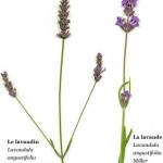Lavanda sau Lavandin ? lavanda sau lavandin
